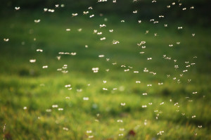 Mosquito-Squad-of-Wilmington-eliminates-mosquitoes
